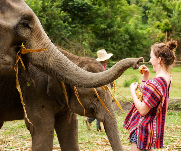 Elephant Jungle Sanctuary Park