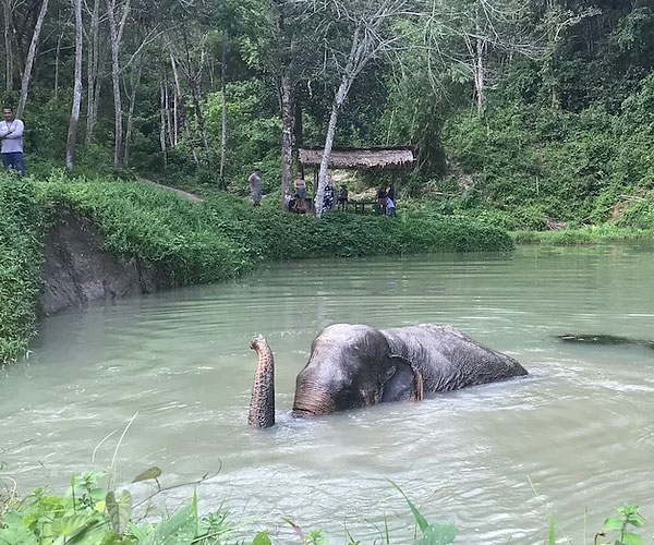 Phuket Elephant sanctuary Tour