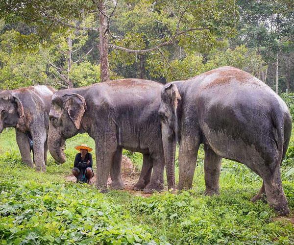 Elephant Wildlife Sanctuary