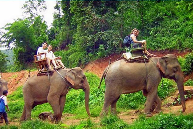 Phuket Elephant Trekking Tours