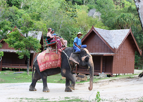 Phuket Elephant Trekking Tours