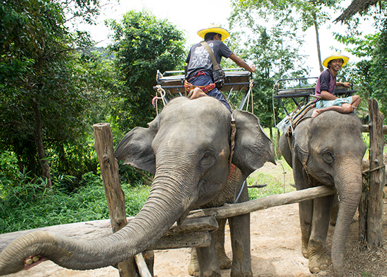 Phuket Elephant Trekking Tours