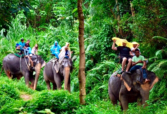 Phuket Elephant Trekking Tours