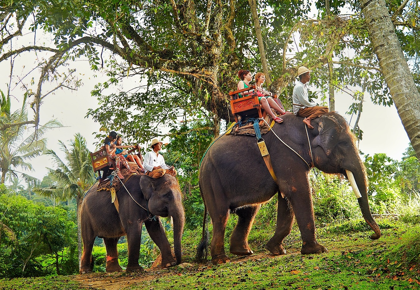 Phuket Elephant Trekking Tours