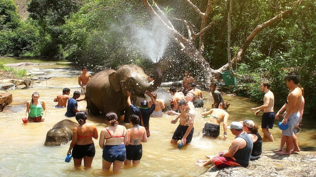 Elephant  Jungle Sanctuary Tour