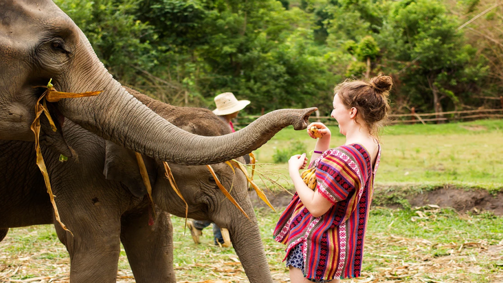 Elephant  Jungle Sanctuary Tour