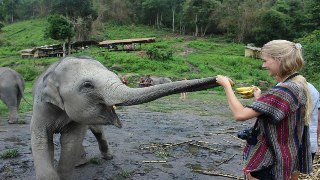 Elephant  Jungle Sanctuary Tour