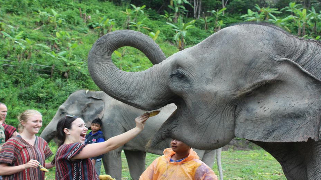 Elephant  Jungle Sanctuary Tour