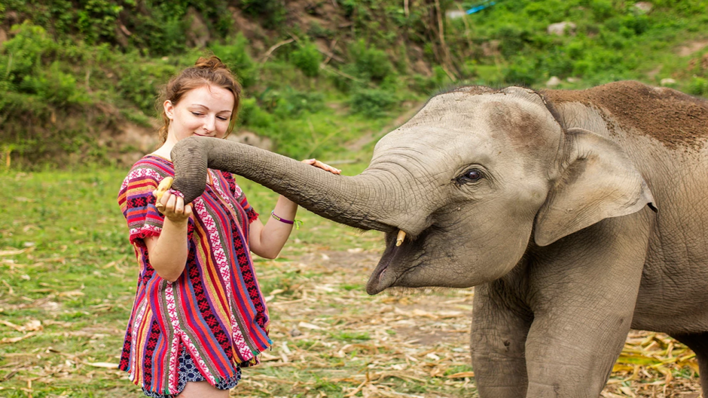 Elephant Jungle Sanctuary Park