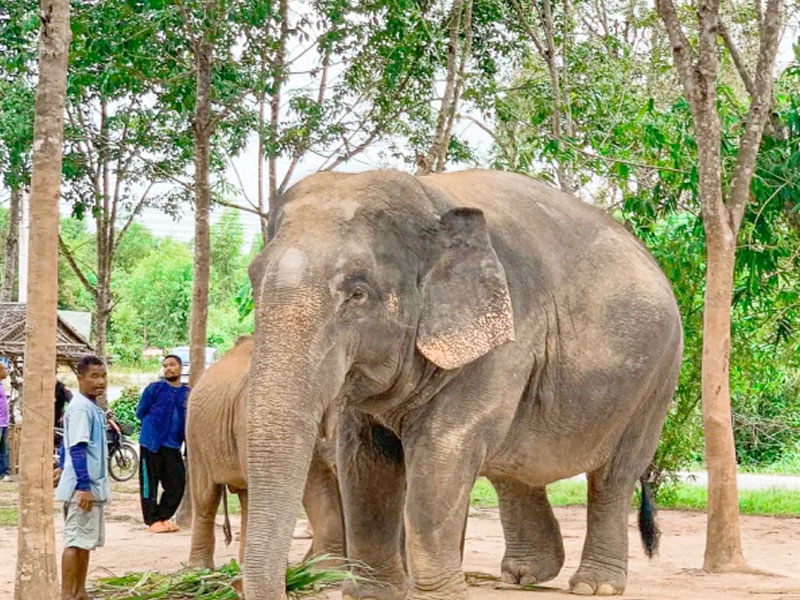 Elephant Green Sanctuary Park