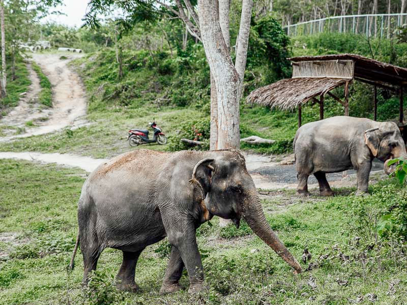 Elephant Green Sanctuary Park