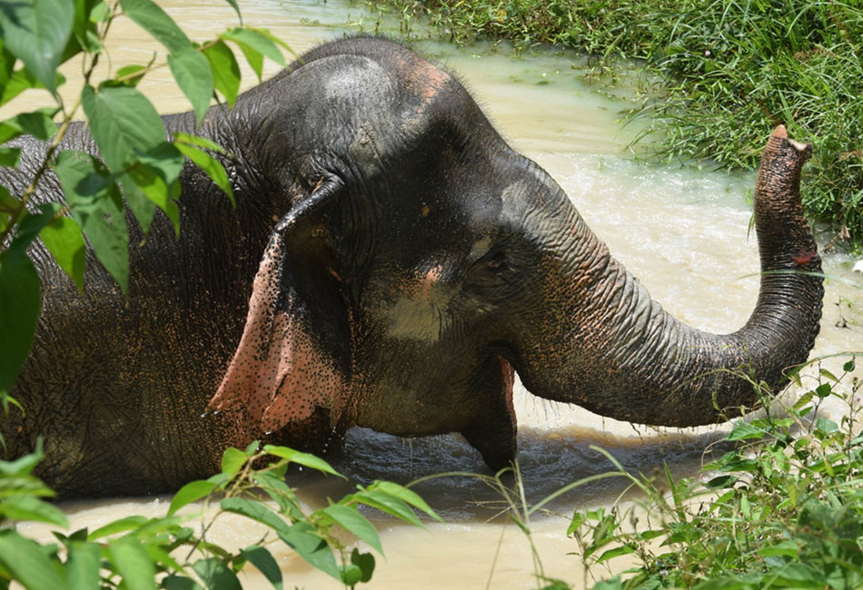 Phuket Elephant sanctuary Tour