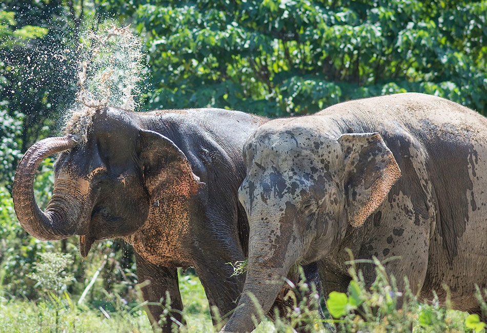 Phuket Elephant sanctuary Tour