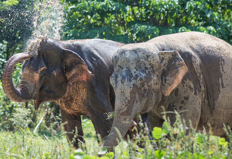 Phuket Elephant sanctuary Tour