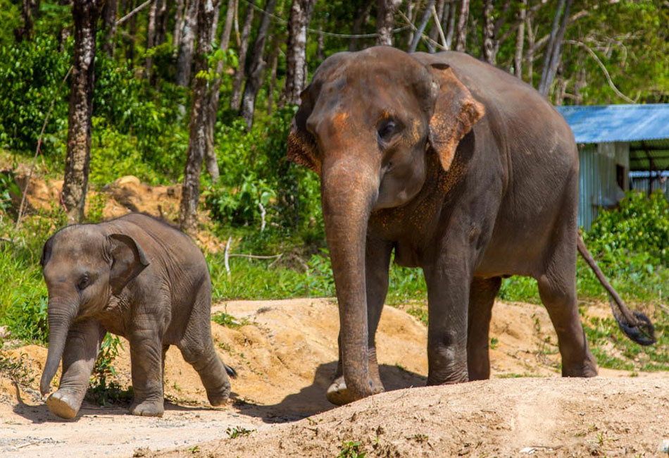 Phuket Elephant sanctuary Tour