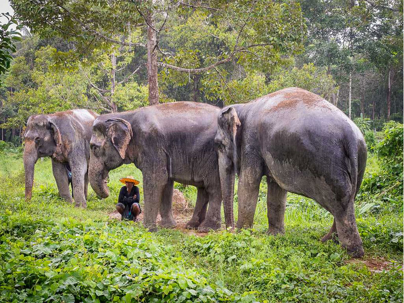 Elephant Wildlife Sanctuary