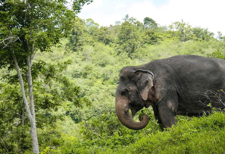 Elephant Wildlife Sanctuary