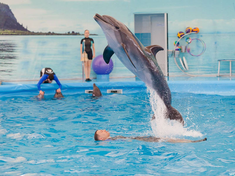 Phuket Dolphin Show