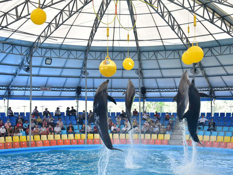 Phuket Dolphin Show