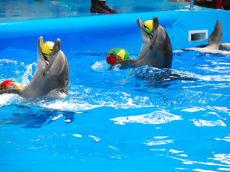 Phuket Dolphin Show