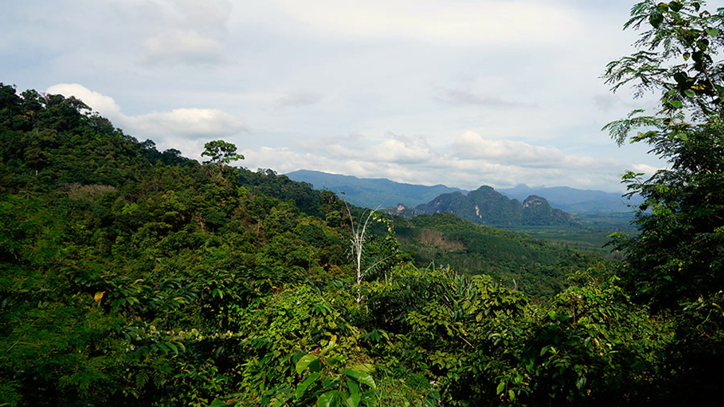 Private Khao Sok Safari Tour