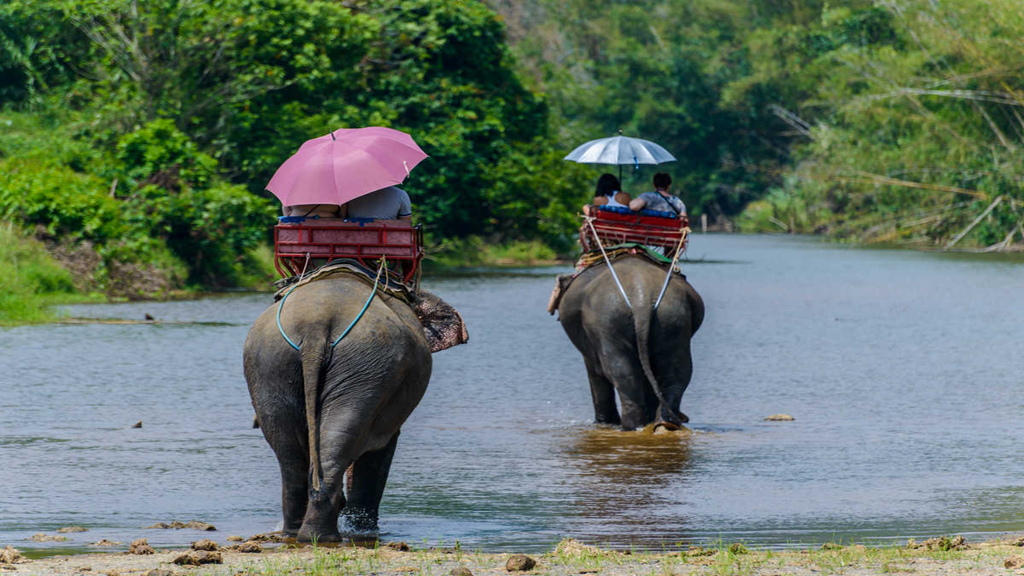 Private Khao Sok Safari Tour