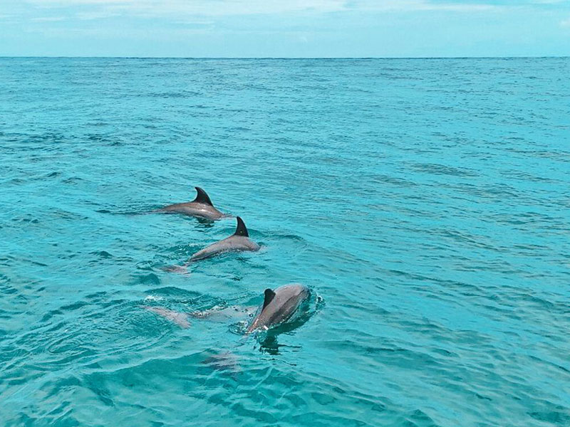 Private Catamaran to Coral  Island